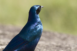 Rueppell's Glossy-Starling